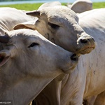 9月份巴西牛肉出口增17% 中国香港为最大进口商
