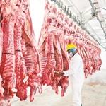 日本对进口冷冻牛肉采取“进口限制急措施”