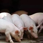 预测：2020年巴西猪肉产量增加