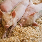 西班牙生猪价格上涨迅猛 屠宰体重越来越小