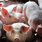 猪肉消费旺季即将到来 年关猪价涨幅有限