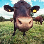 澳洲肉牛售价屡破纪录 北领地牧场收入飙涨
